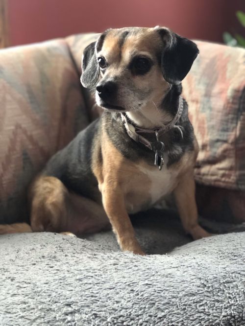 Chula