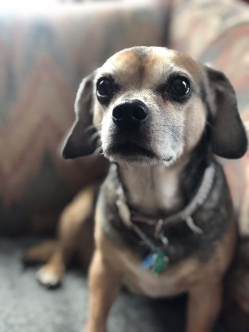 Chula