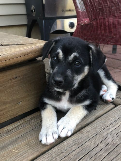Zane