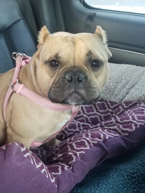 Stella