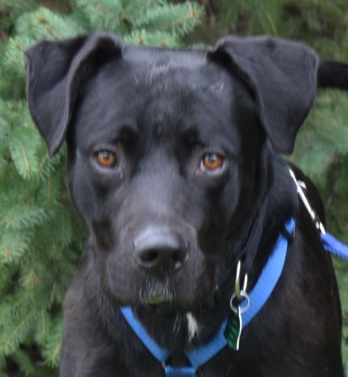 Max