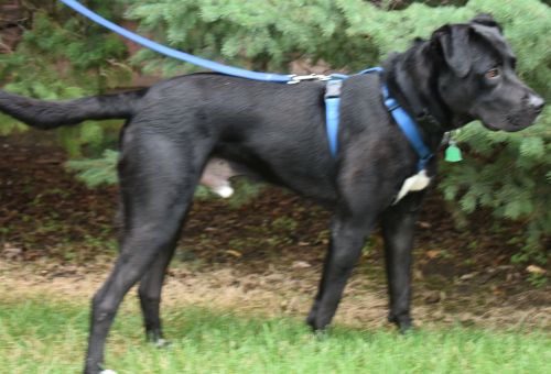 Max