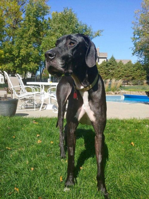 Duke the Dane