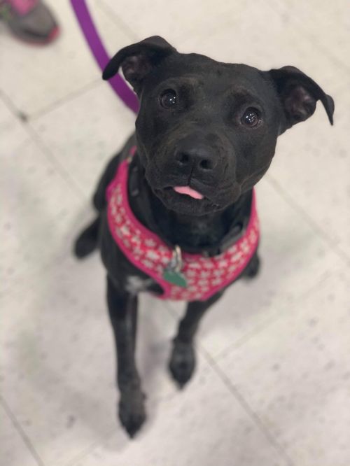Bella