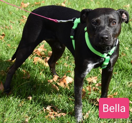 Bella