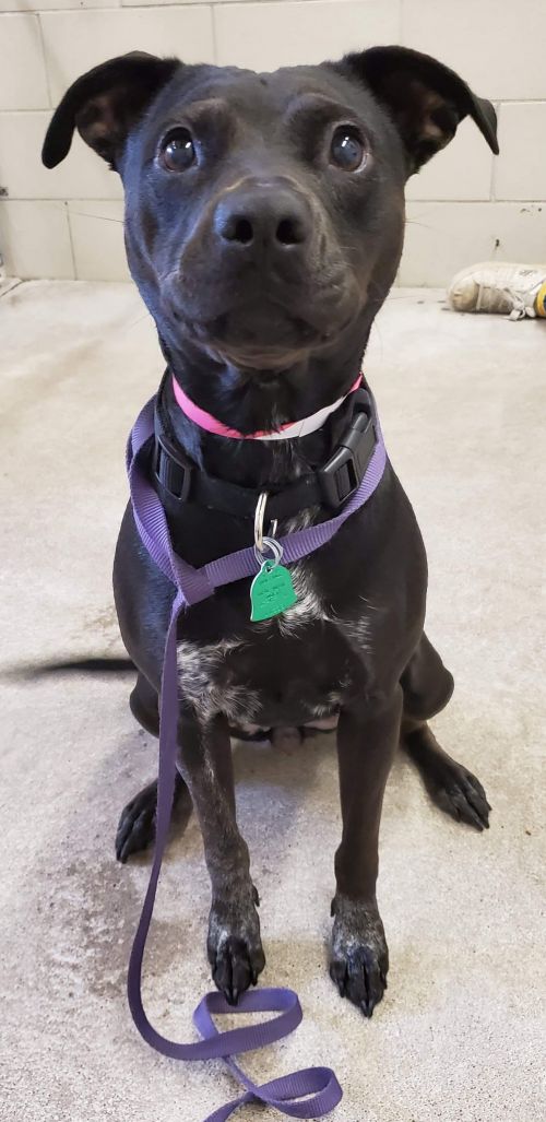 Bella