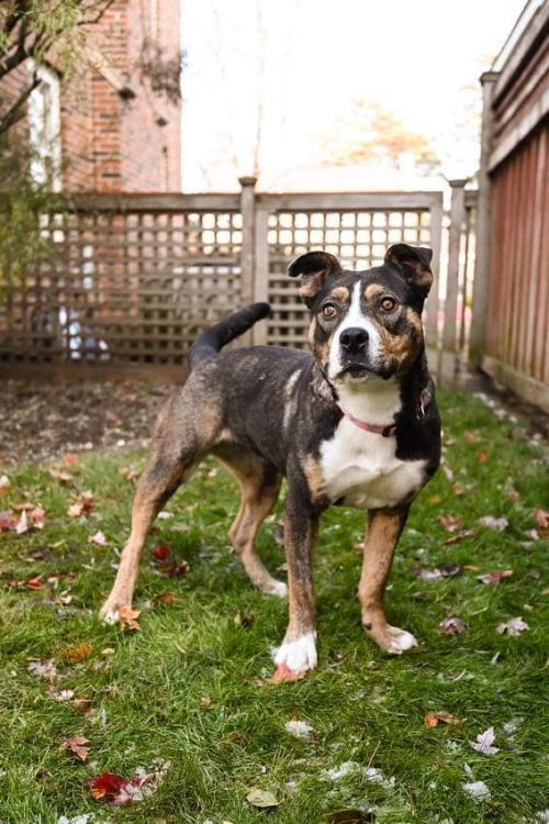 Peggy Sue - Adoption Fee Sponsored
