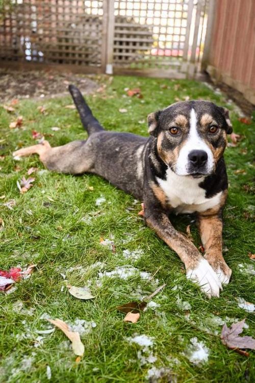 Peggy Sue - Adoption Fee Sponsored