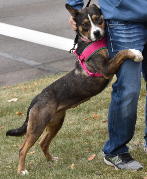 Peggy Sue - Adoption Fee Sponsored