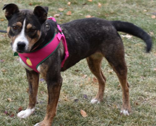 Peggy Sue - Adoption Fee Sponsored