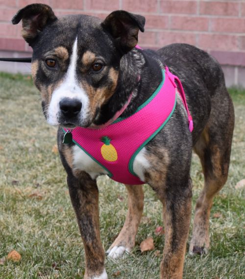Peggy Sue - Adoption Fee Sponsored