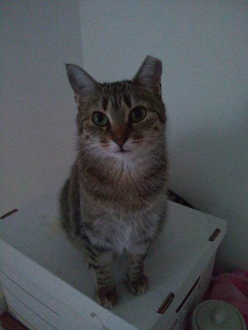 Chloe
