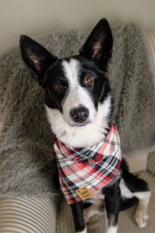 Rufus