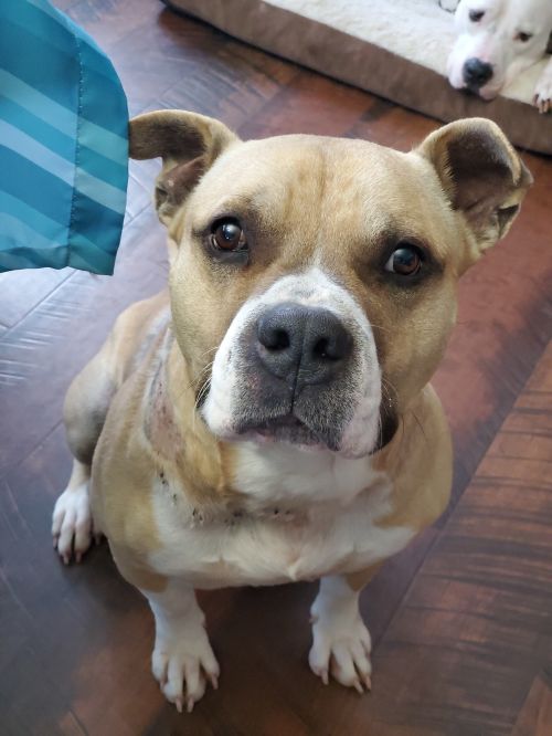 Axel
