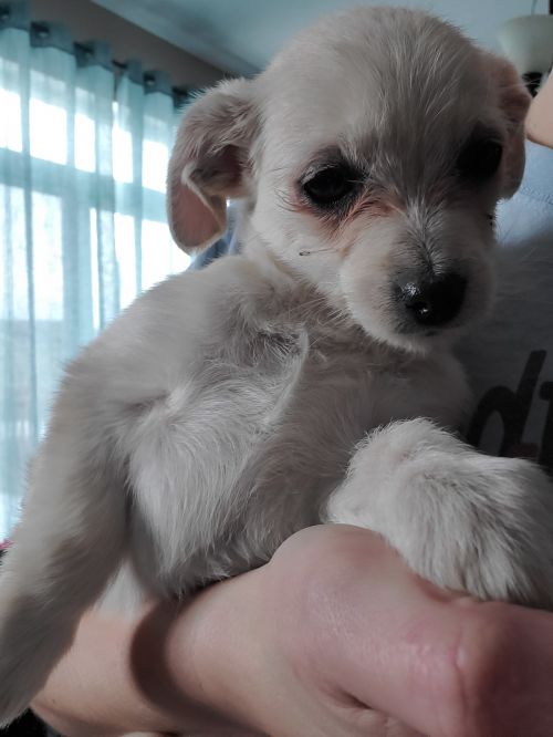 Penelope