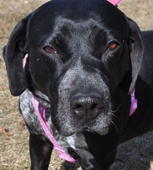 Dottie