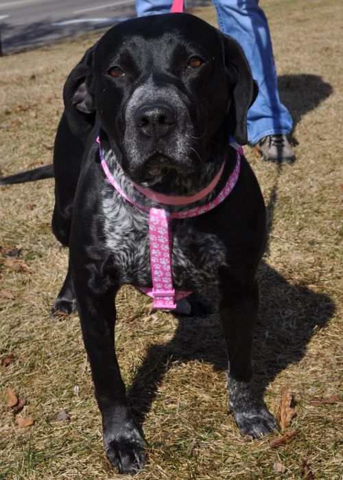 Dottie