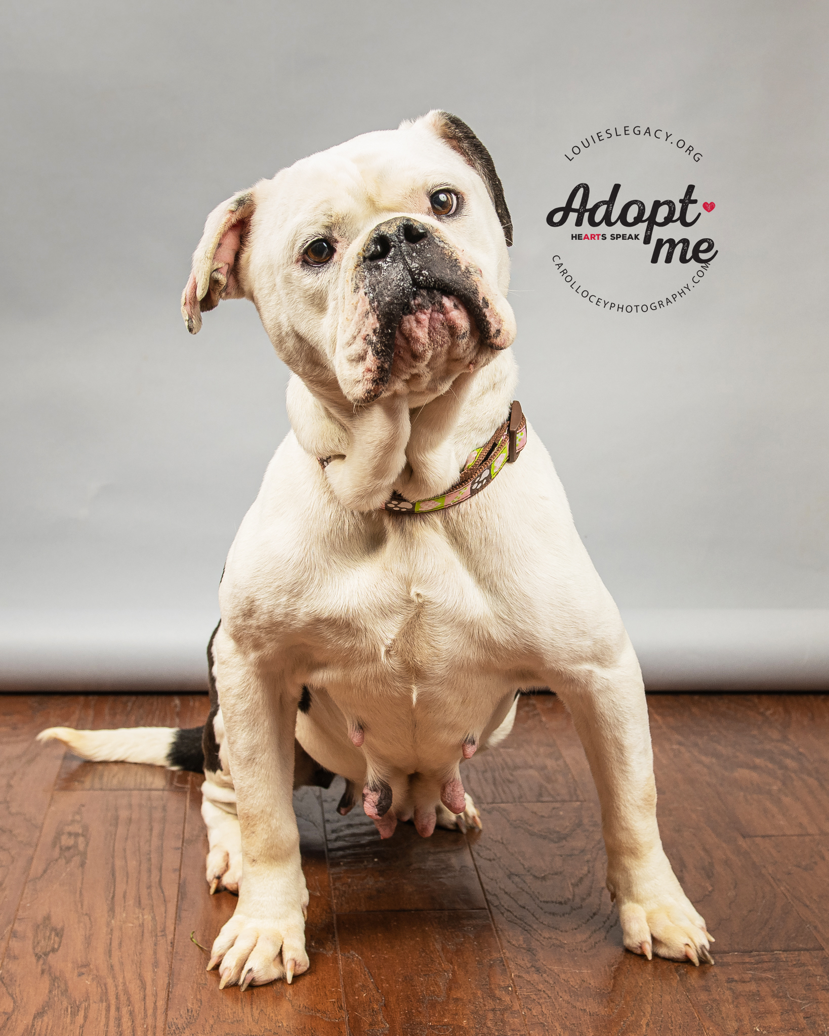 Phoebe- Sponsored Fee - Female American Bulldog | Ohio ...