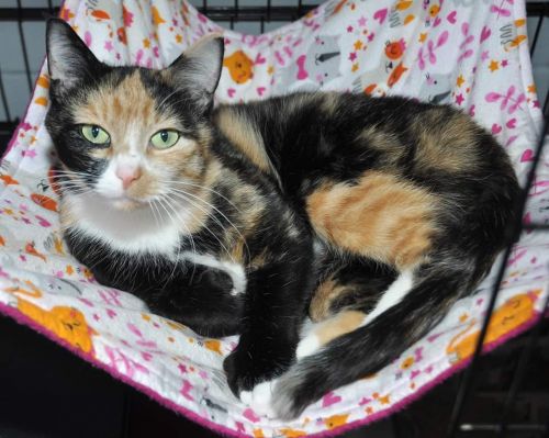 Sheena