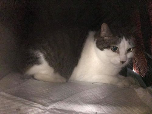 Lillian