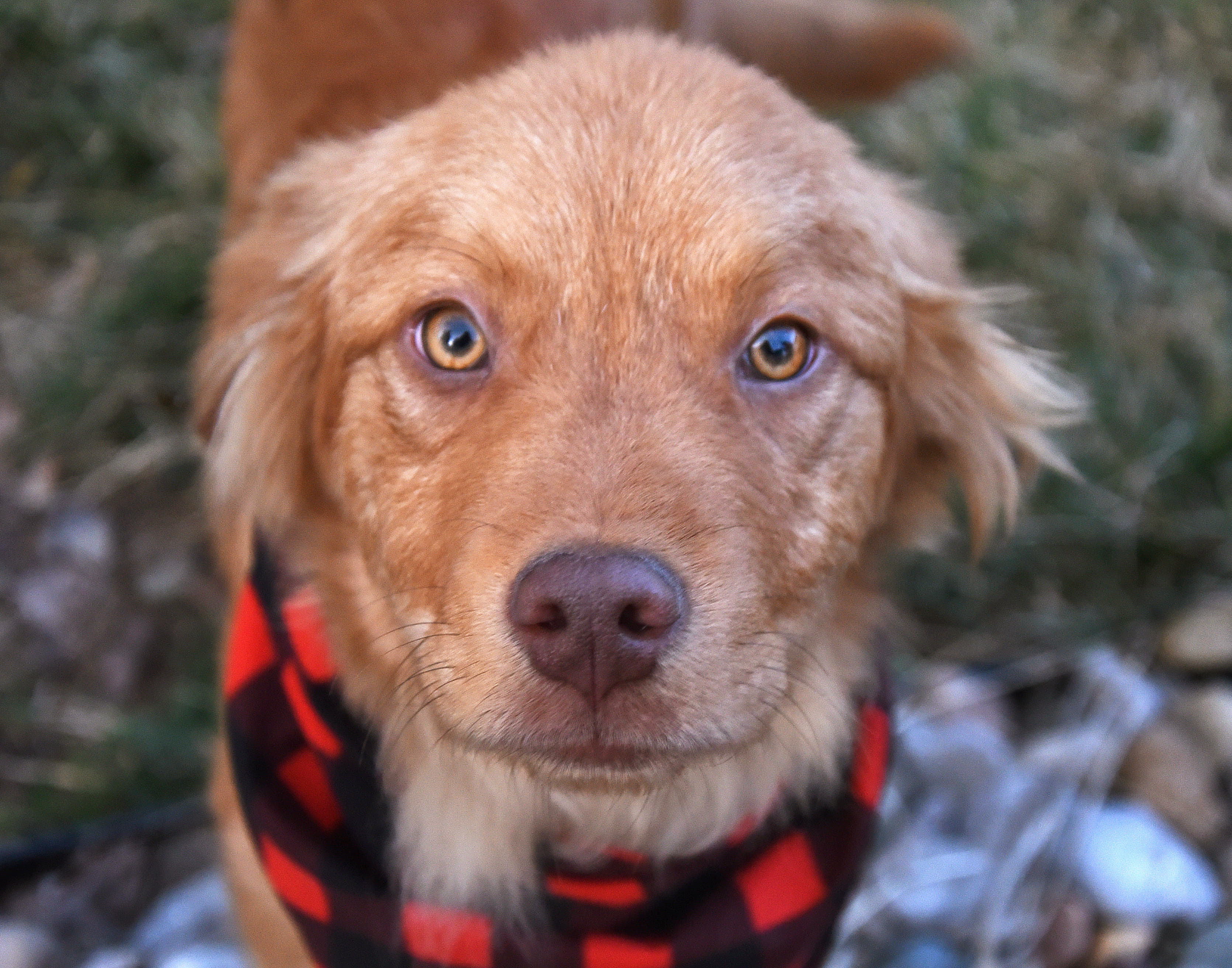 Recklessly: Golden Retriever Puppy Rescue Ohio