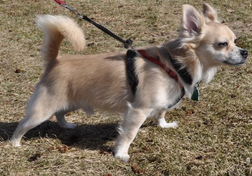 Ricky aka Rocky