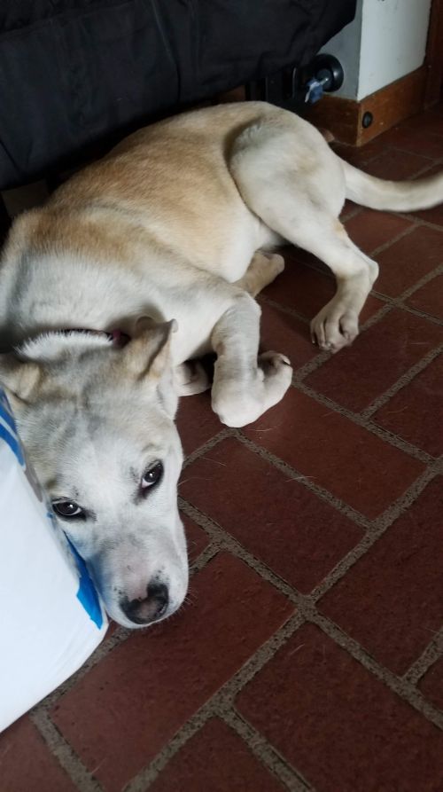 Elsa