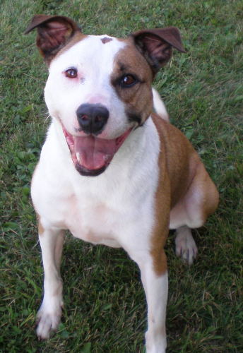 Meet Lola, a Petfinder adoptable Boxer Dog | Madison, WI