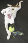 Adopt a Norwich Terrier | Dog Breeds | Petfinder